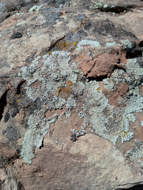 Boulder:Moss Rock Boulder - Image 3